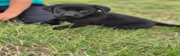 Labrador Retriever dogs for sale: 4 excellent labrador pups - Advert 4
