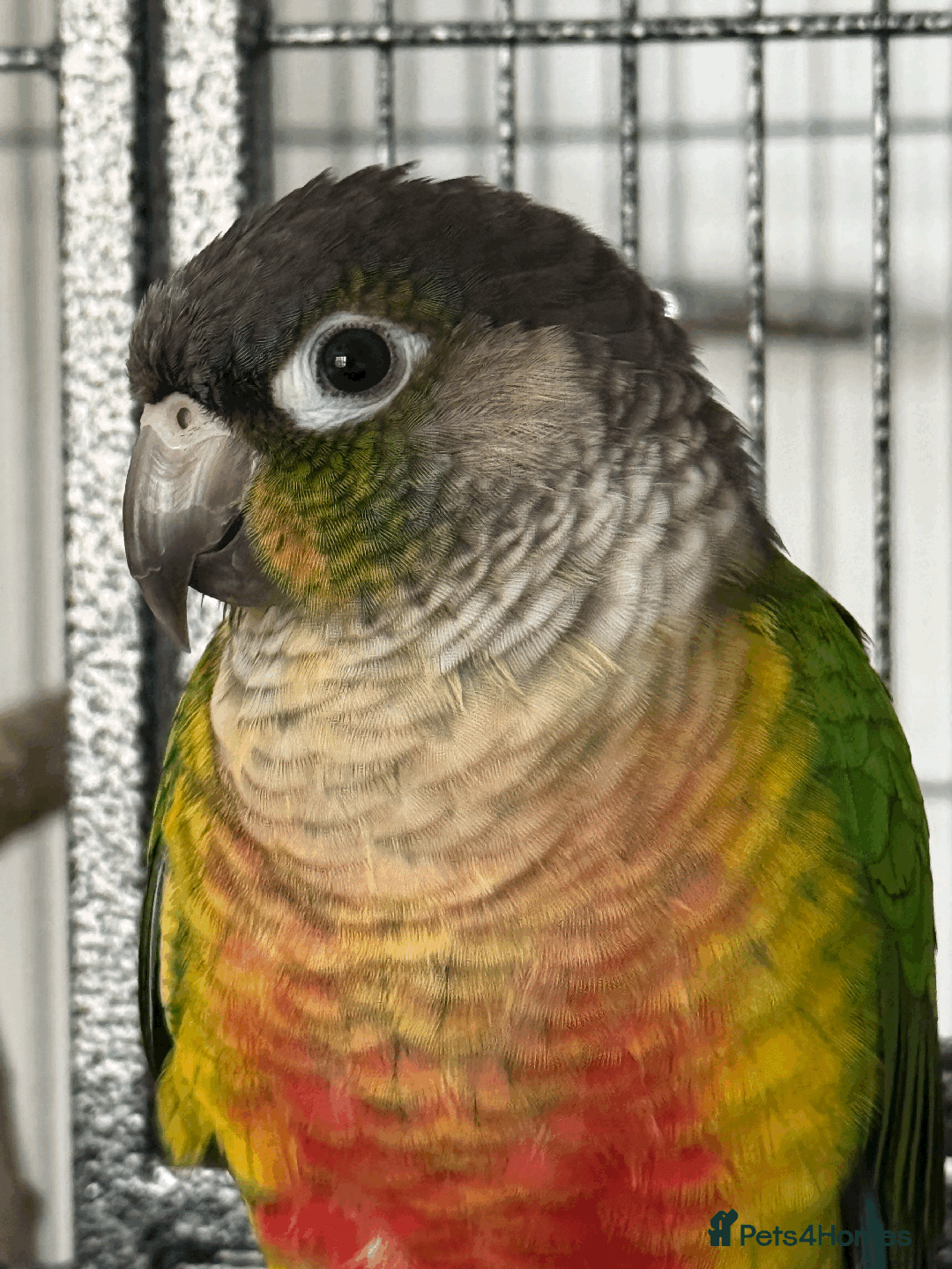 Conures birds for sale: Green Cheek Conure - Advert 2