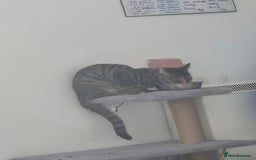 Mixed Breed cats for sale: Meet Maggie bengal mix - Image 3