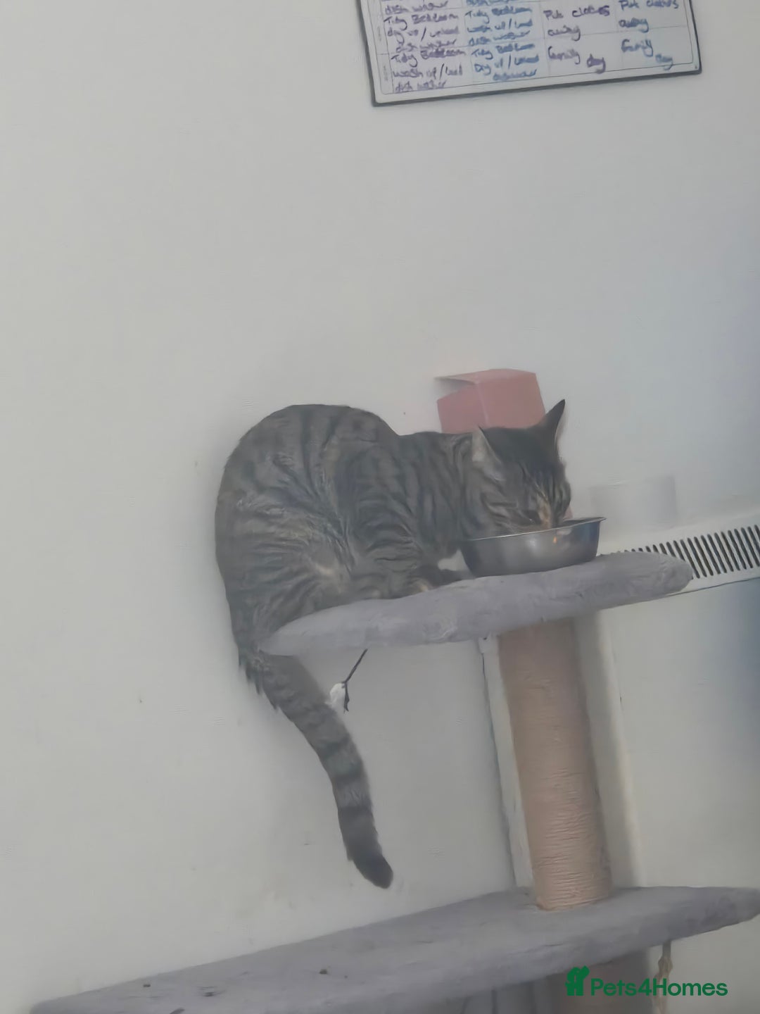 Mixed Breed cats for sale: Meet Maggie bengal mix - Image 3