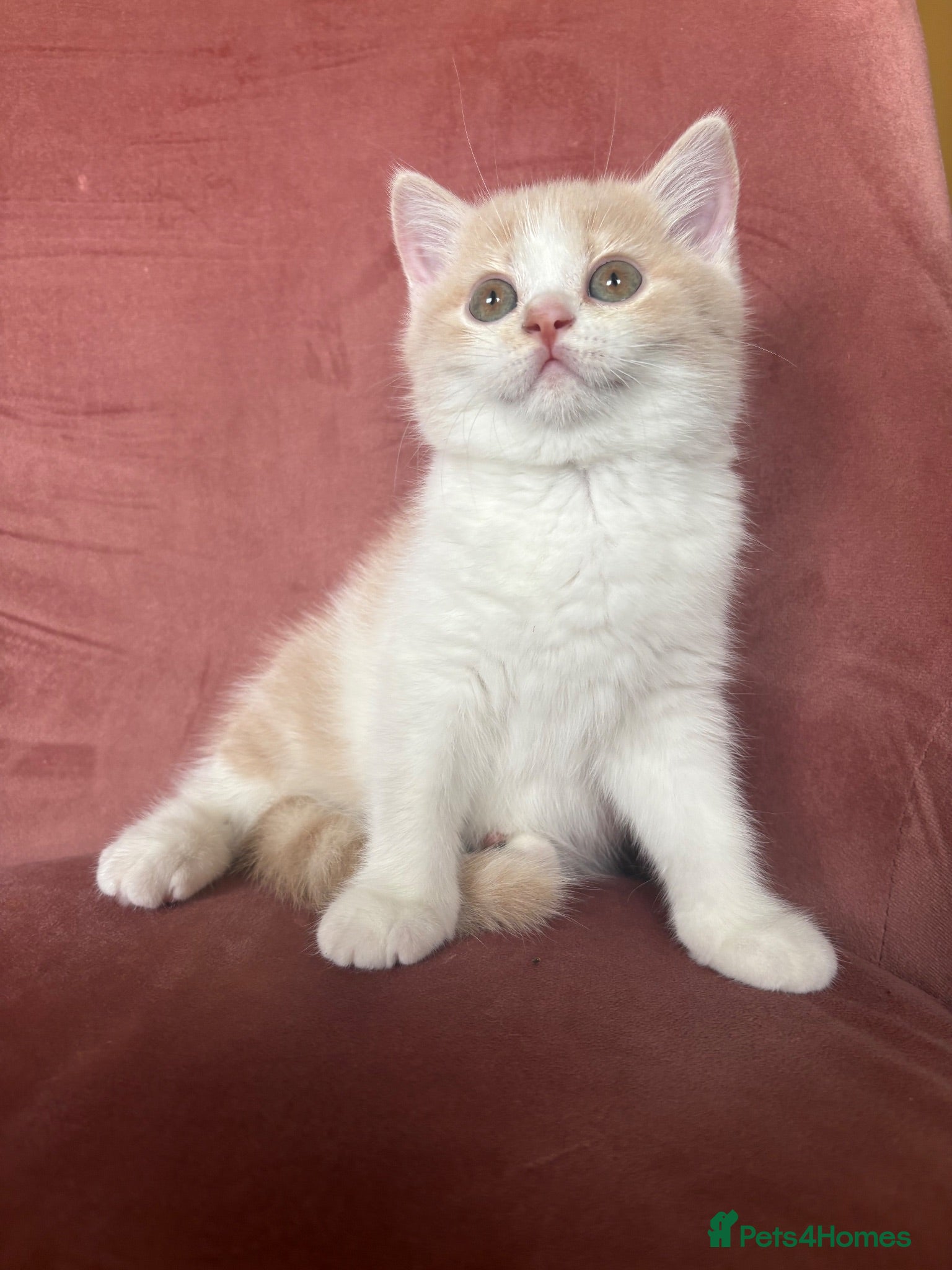 British Shorthair cats 5 BEAUTIFUL BRITISH SHORTHAIR 💕 - Advert 1