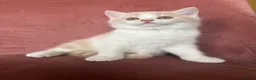 British Shorthair cats for sale: 5 BEAUTIFUL BRITISH SHORTHAIR 💕 - Advert 1