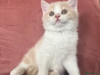 British Shorthair cats 5 BEAUTIFUL BRITISH SHORTHAIR 💕 - Advert 2