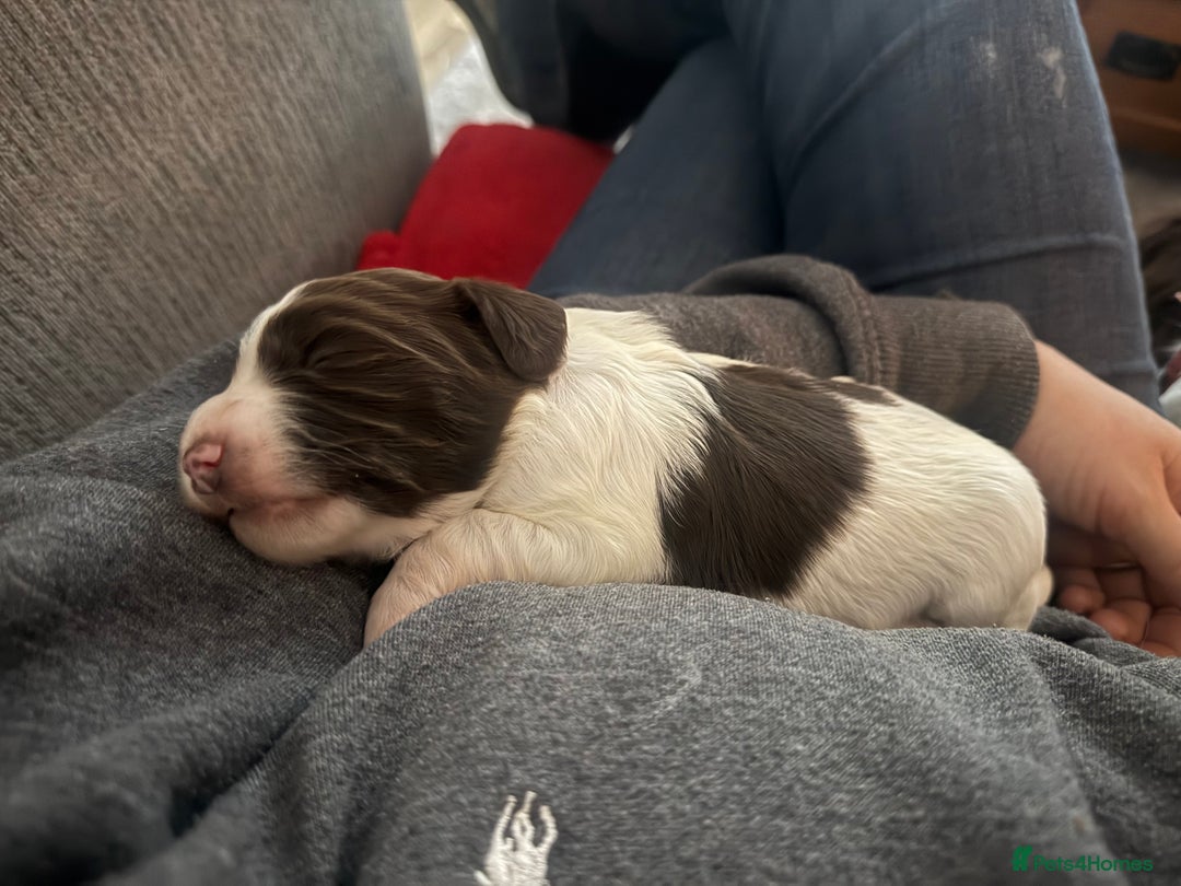 Sprocker dogs for sale: Exceptional F1B Sprocker Puppies - Advert 5