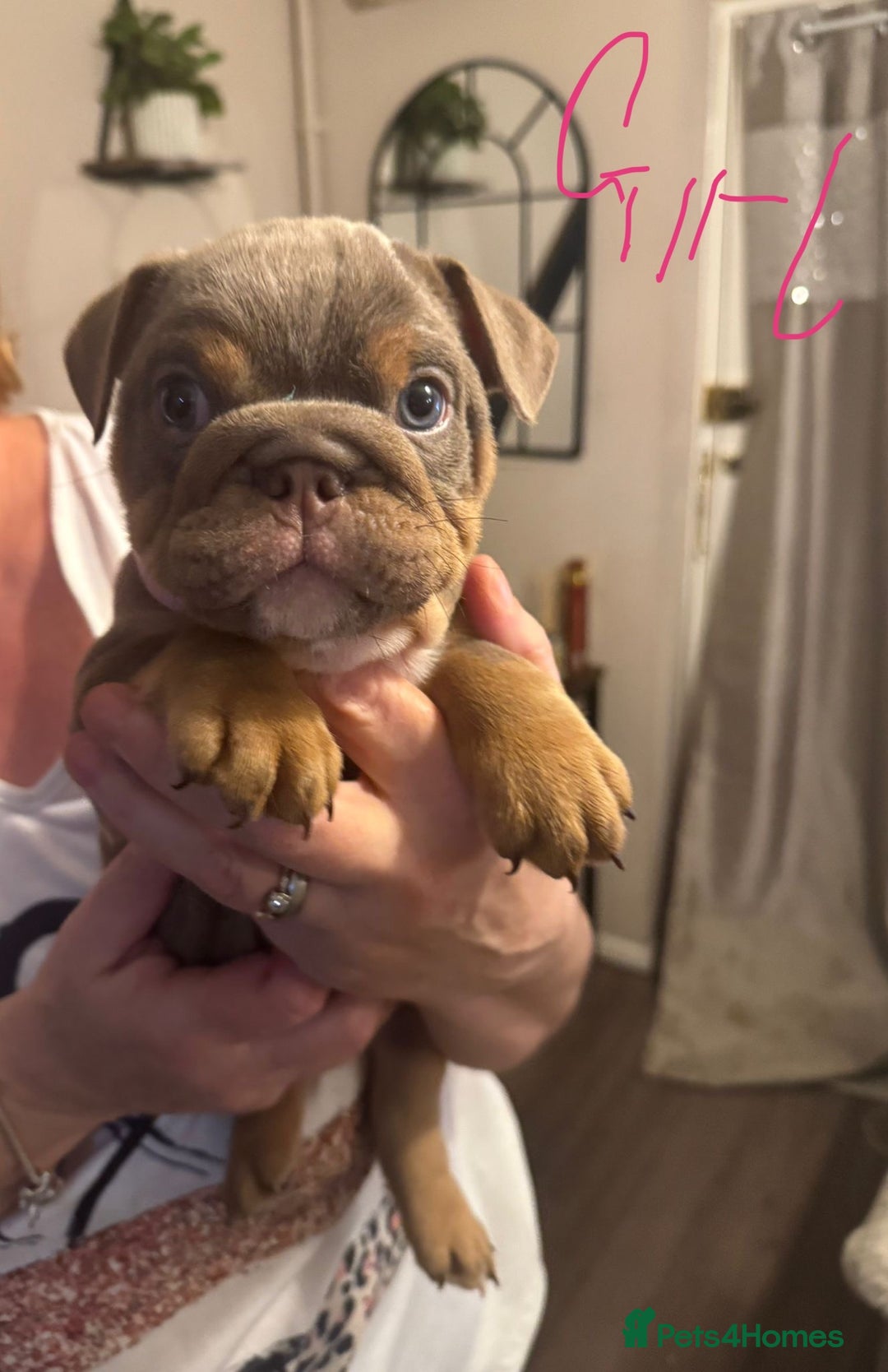 English Bulldog dogs for sale:  🔥TOP BLOOD LINES 🔥 ENGLISH BULLDOGS  - Advert 5