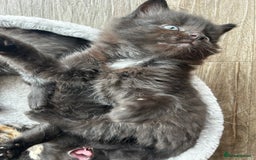 Ragdoll cats for sale: Mixed Ragdolls  - Image 16