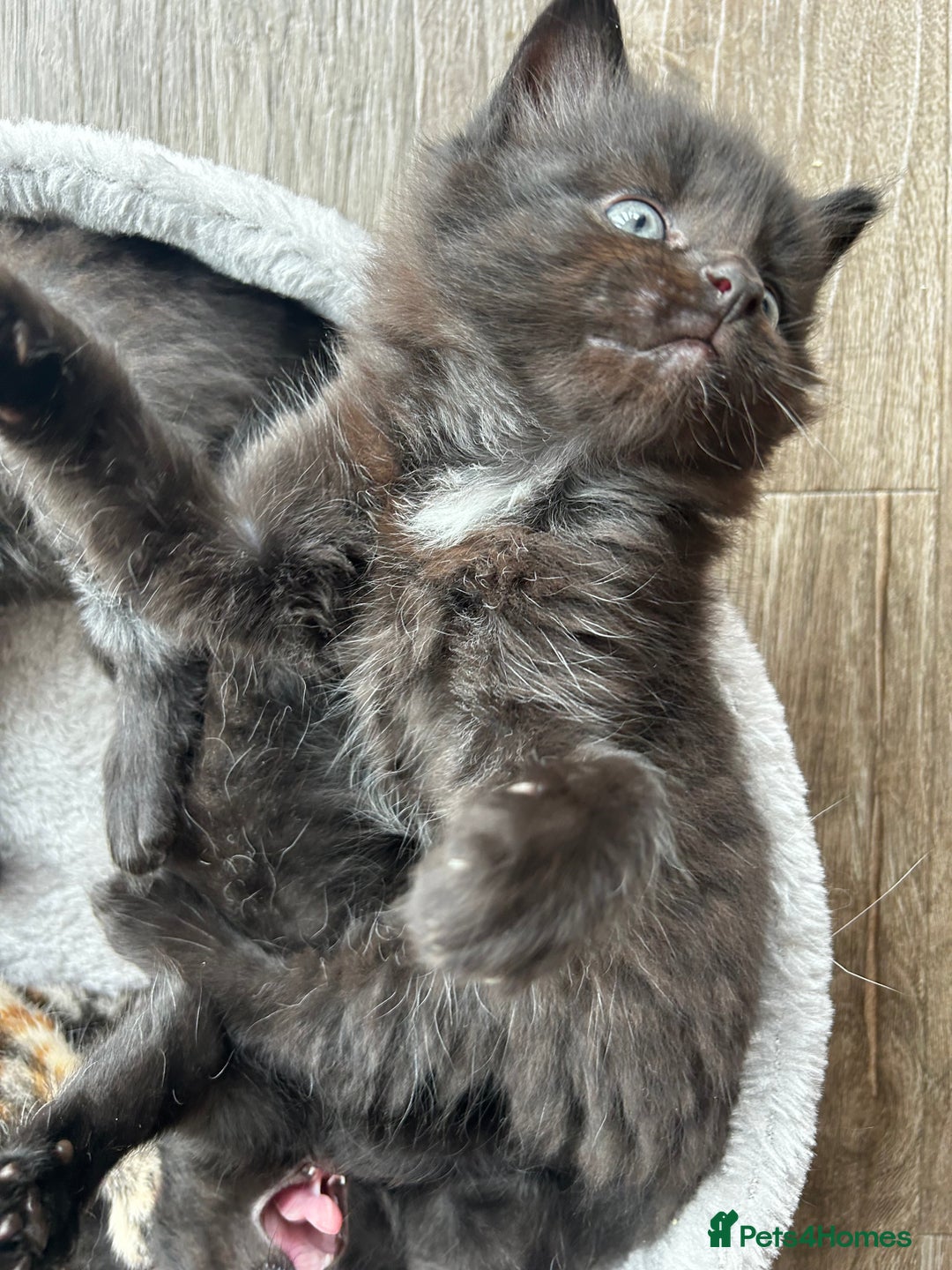 Ragdoll cats for sale: Mixed Ragdolls  - Image 16