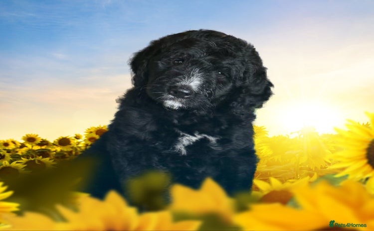 Bernedoodle dogs in Market Drayton - Advert 3