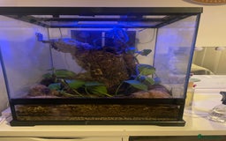 Gecko reptiles for sale: Gargoyle Gecko  - Image 1