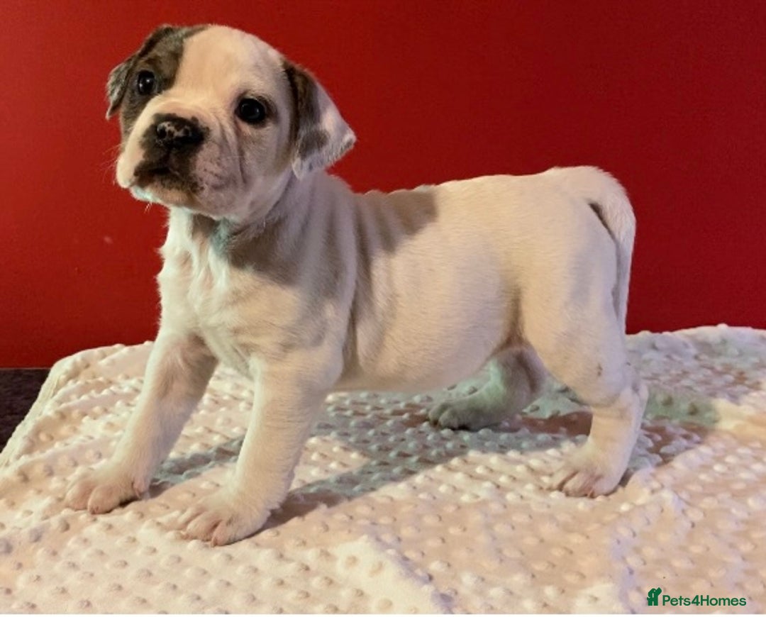 Alapaha Blue Blood Bulldog dogs for sale: TOP QUALITY PURE ALAPAHA BULLDOGS - Advert 17