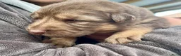 German Shepherd dogs for sale: KC Registered Longcoat German Shepherd pups  - Advert 10