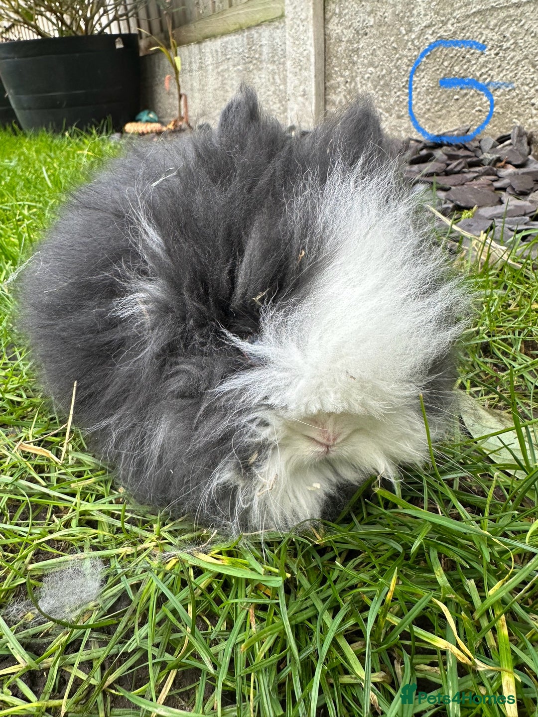 Lionhead rabbits for sale: Lionhead Rabbits For Sale  - Advert 18