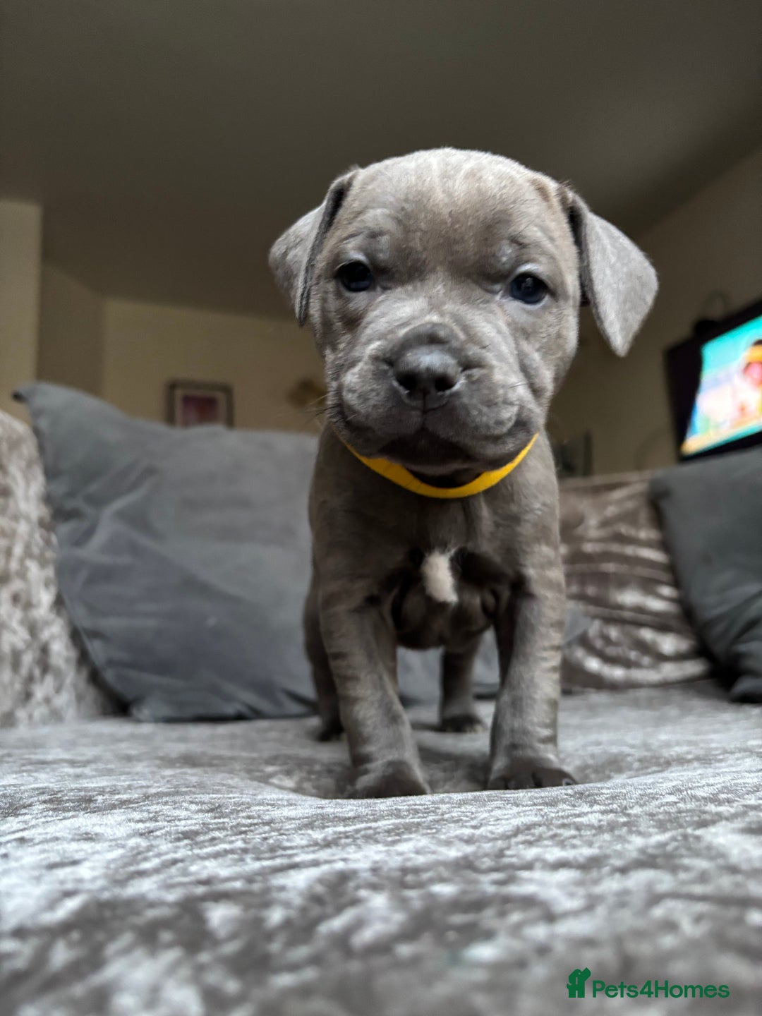 Staffordshire Bull Terrier dogs for sale: Quality Blue Health Tested  - Advert 12