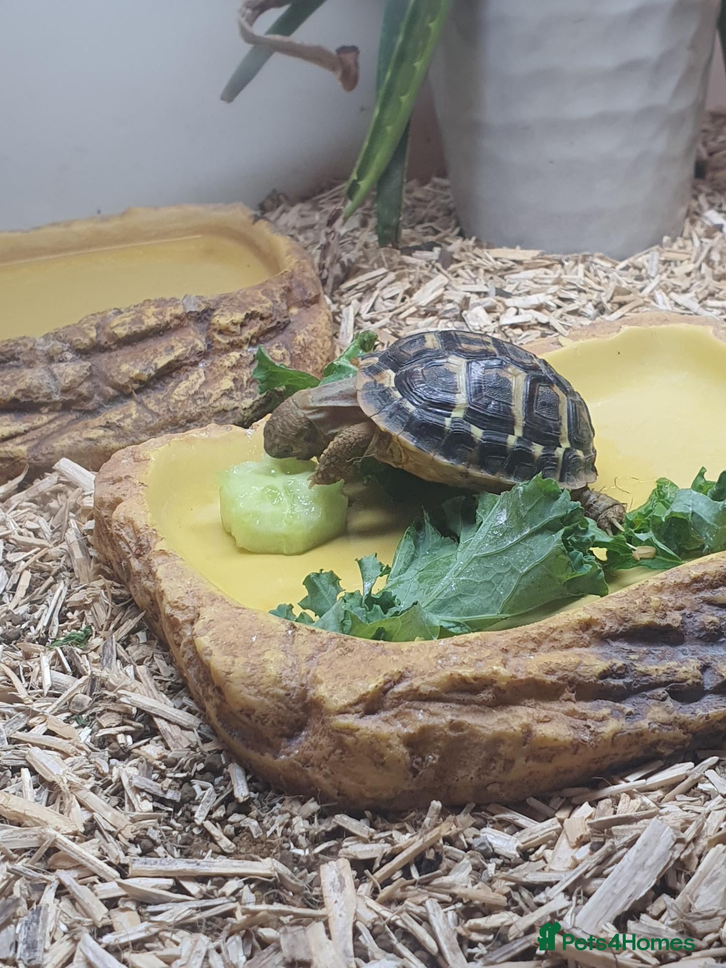 Tortoise reptiles Dwarf western hermann tortiose - Advert 2