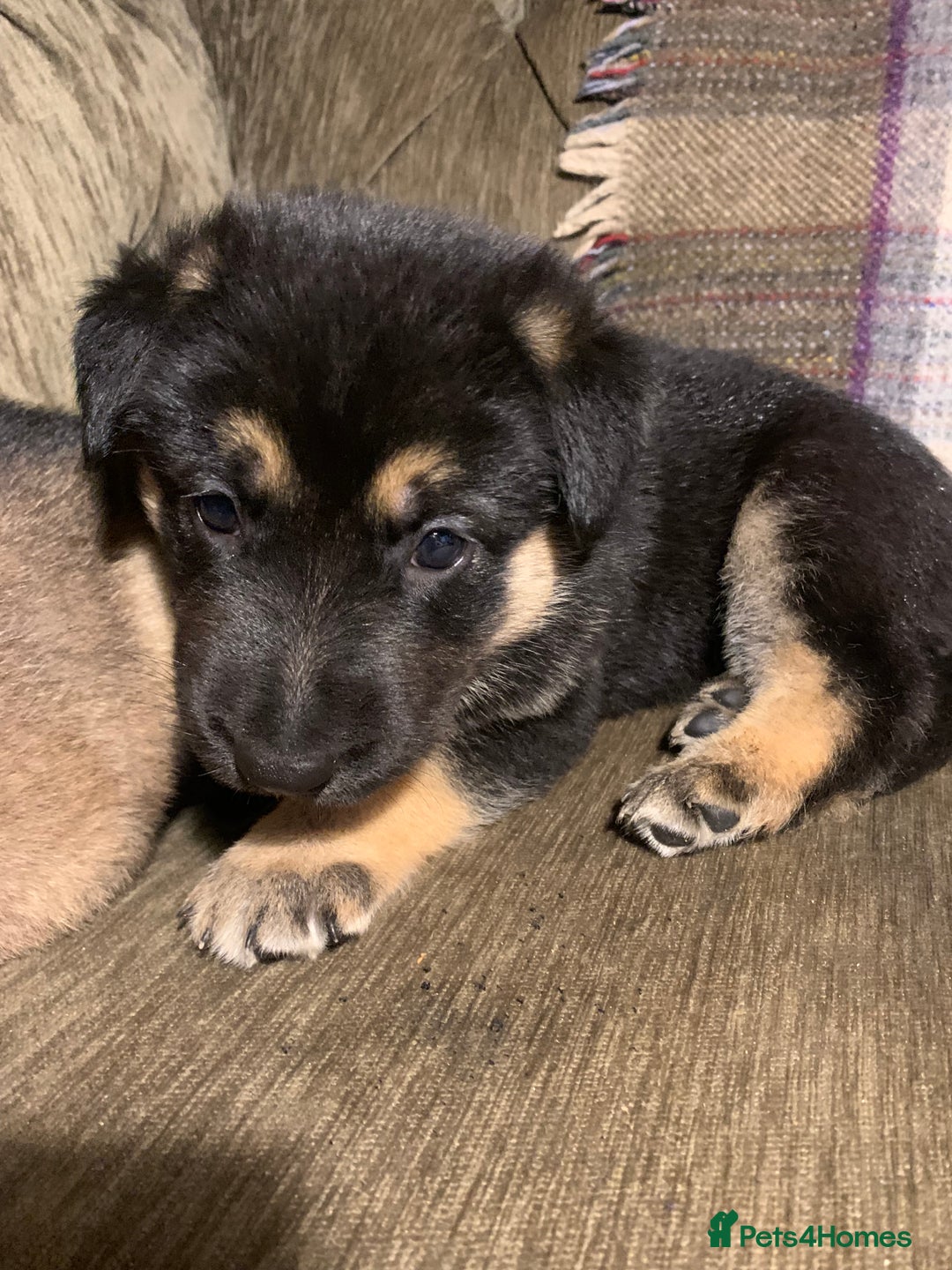 Mixed Breed dogs for sale: Labrador x German Shepard puppies - Image 2
