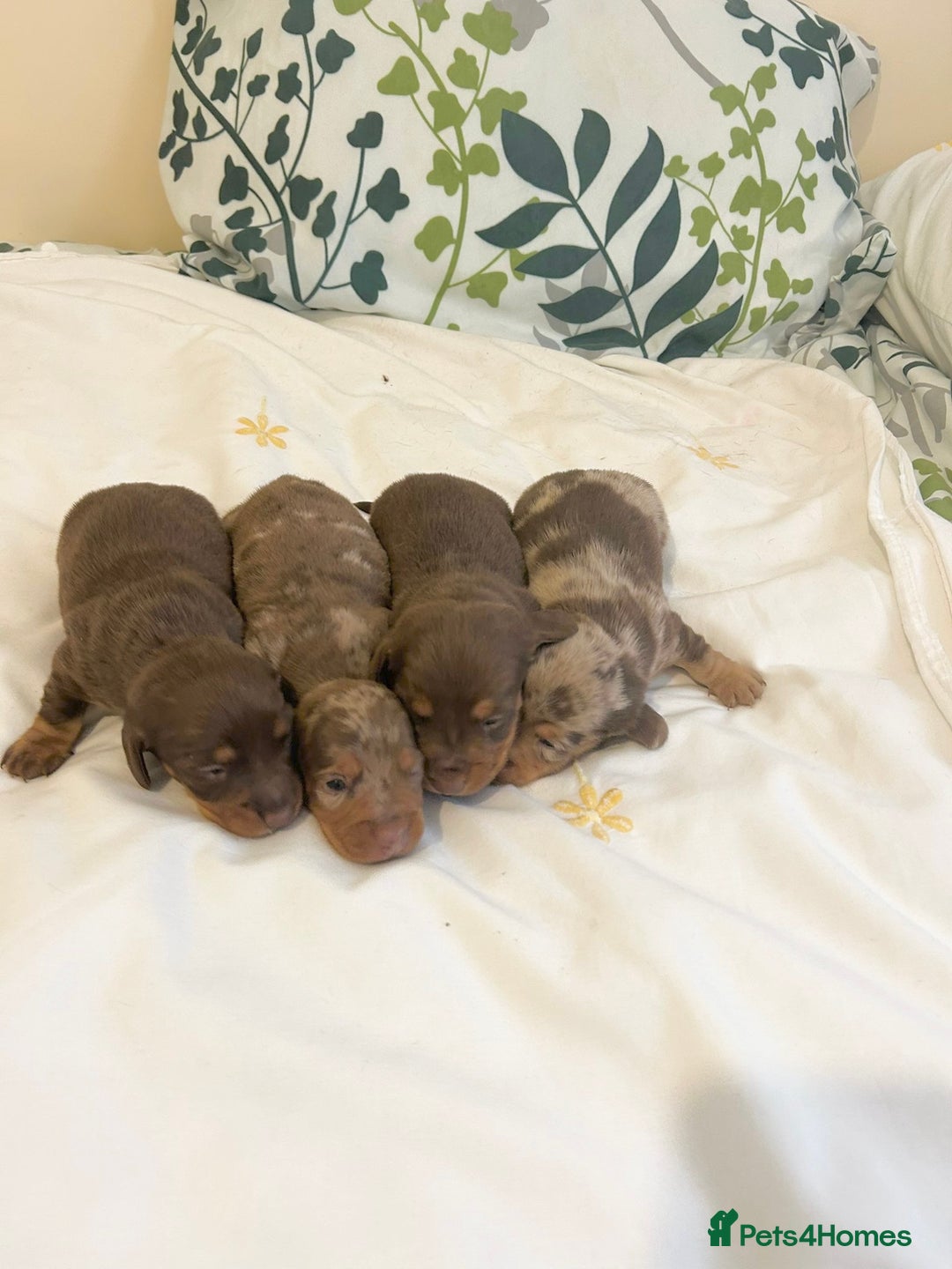 Dachshund dogs for sale: Dachshund  - Image 2