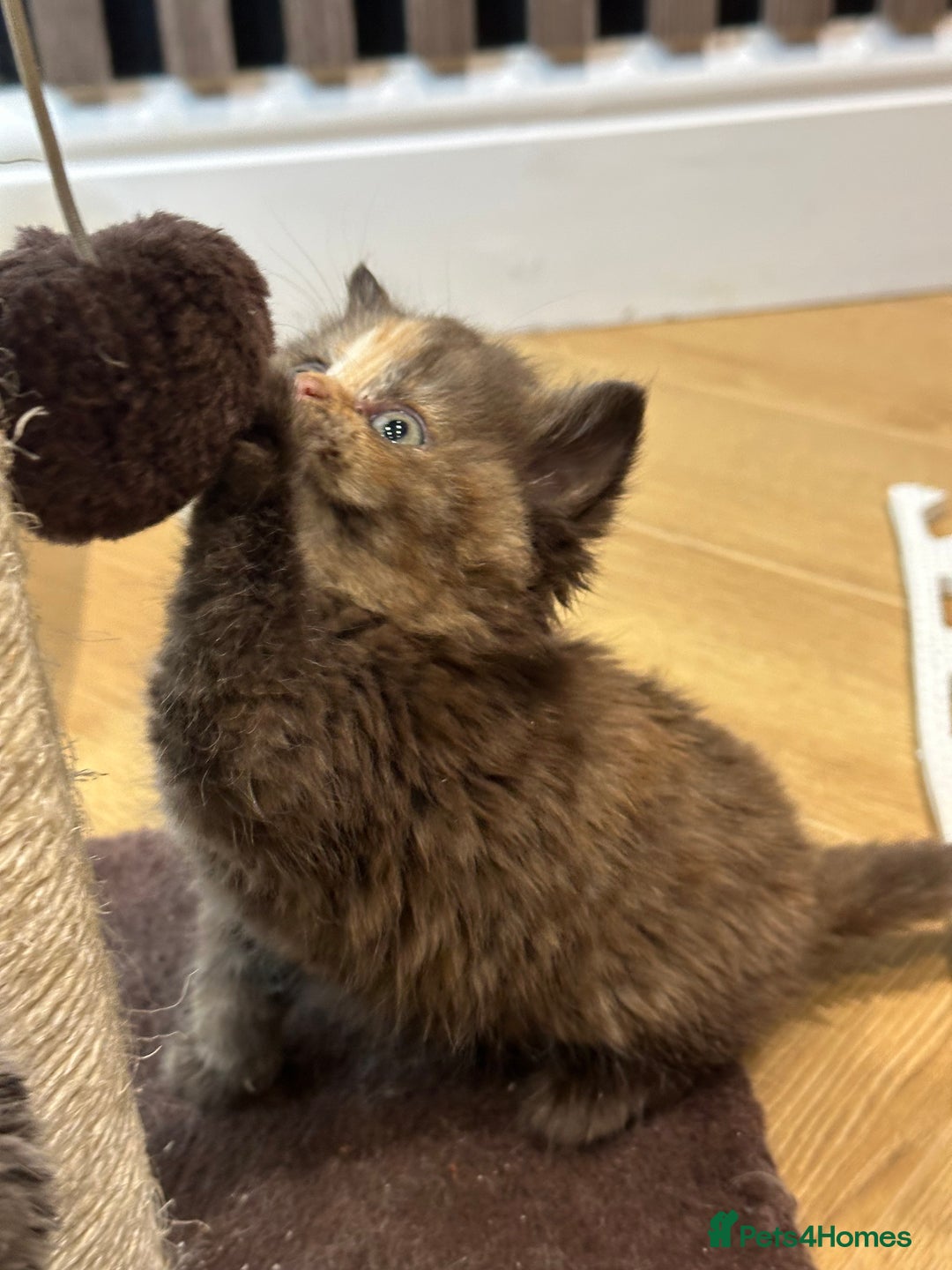 British Shorthair cats for sale: 😻Beautiful Chocolate Tortie BSH Kittens😻🎀 - Advert 27