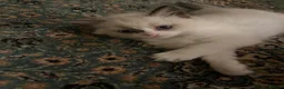 Ragdoll cats for sale: Beautiful baby girl ragdoll  in Liverpool - Advert 9