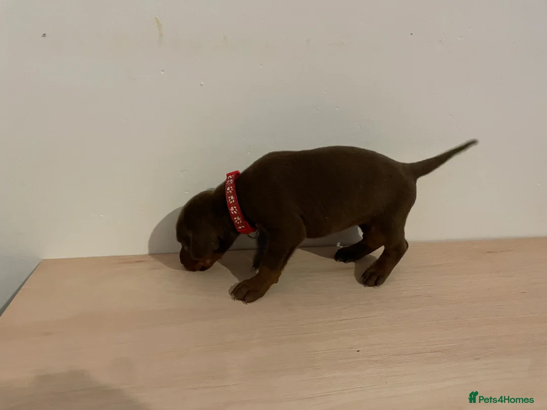 Dobermann dogs for sale: dobermann pinscher - Advert 24