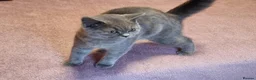 British Shorthair cats for sale: REDUCED PRICE available BSH kittens!!! - Advert 10