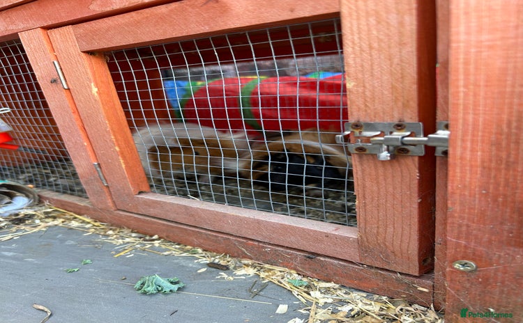 Guinea Pig rodents - Advert 1