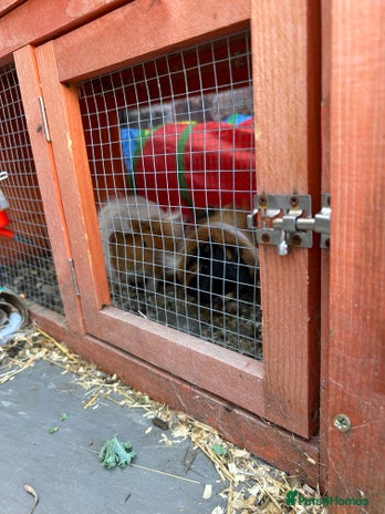 Guinea Pig rodents - Advert 2