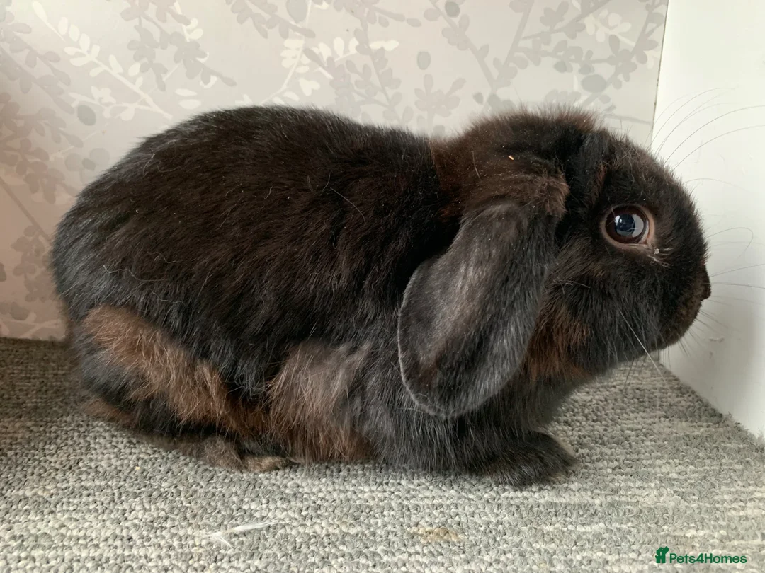 Lionhead rabbits for sale: Lionhead lop, lop, neverland dwarf  - Advert 3