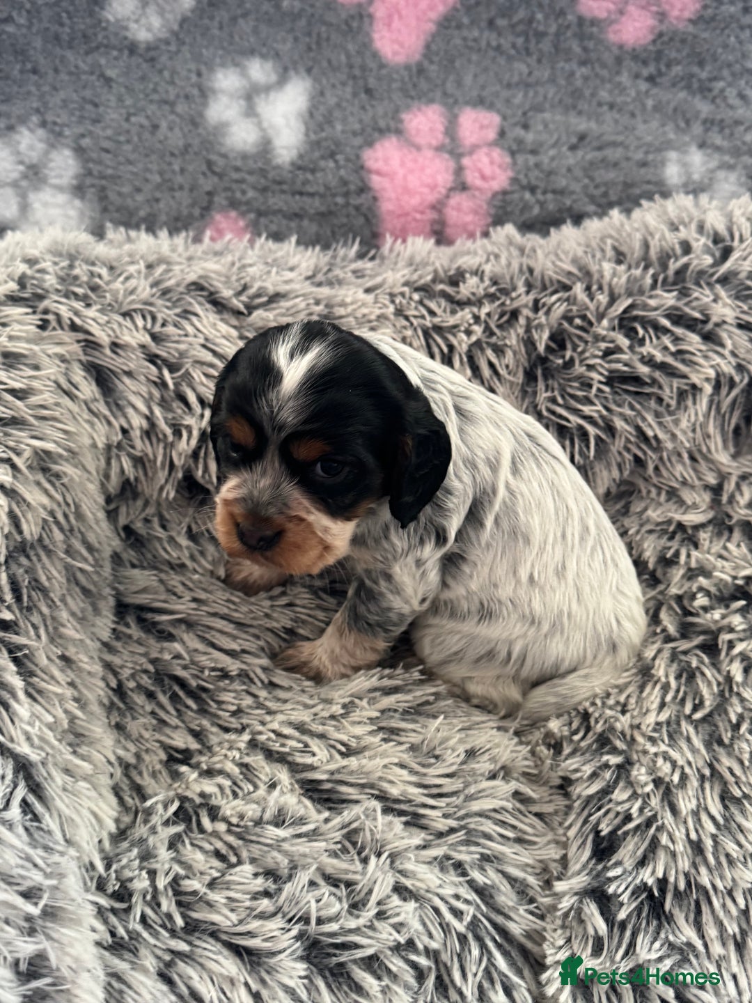 Cocker Spaniel dogs for sale: Show Type Cocker Spaniel Puppies – Girls Only - Advert 12