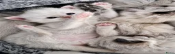 Ragdoll cats for sale: 1 Rare Cream Point Ragdoll Kitten Available - Advert 9