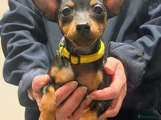 Miniature Pinscher dogs Miniature pinscher pups - Advert 1