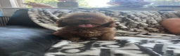 Cavapoo dogs for sale: Cavapoo - Advert 23