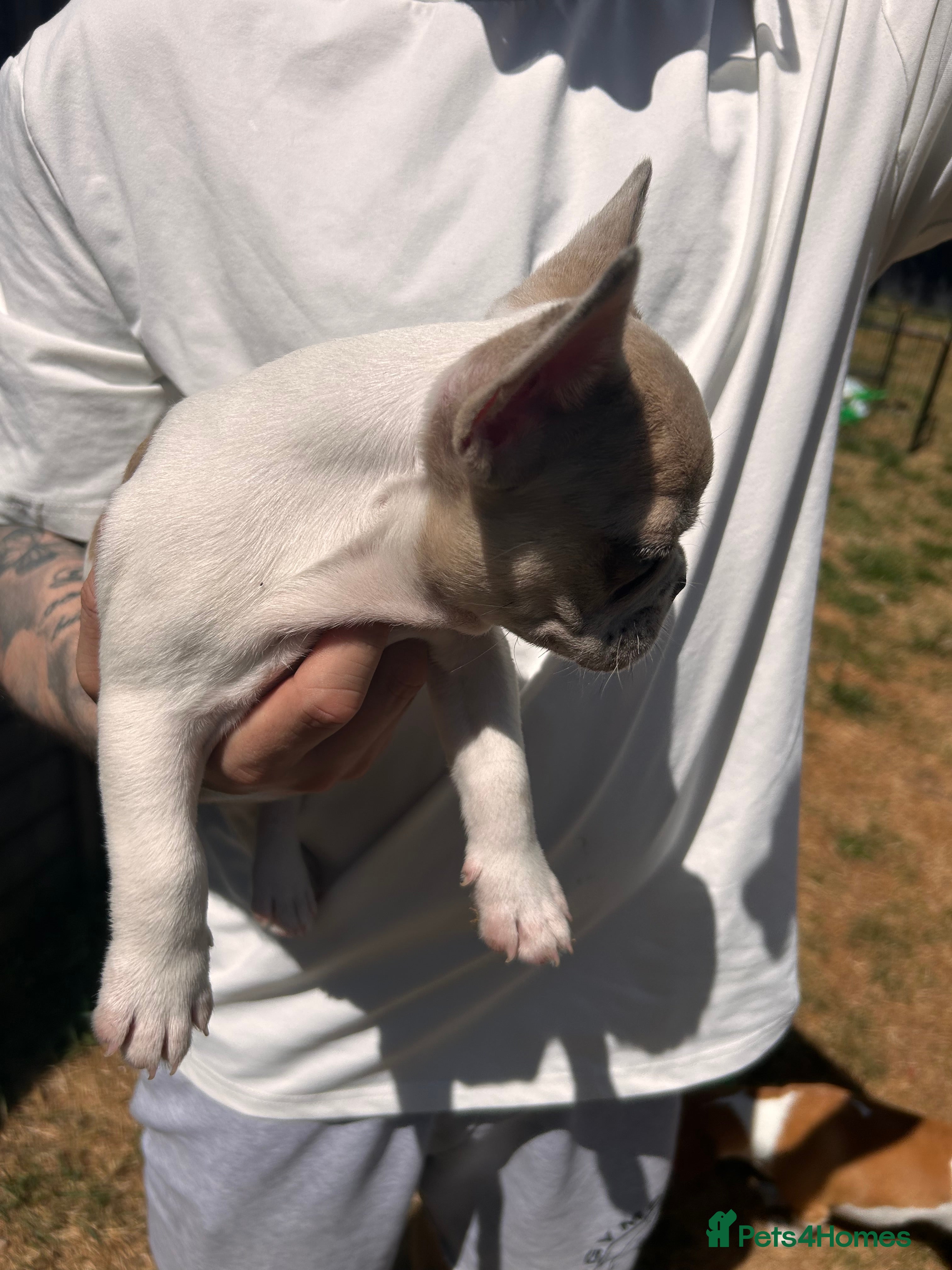 French Bulldog dogs for sale: DWKC French bulldog puppies  - Advert 14