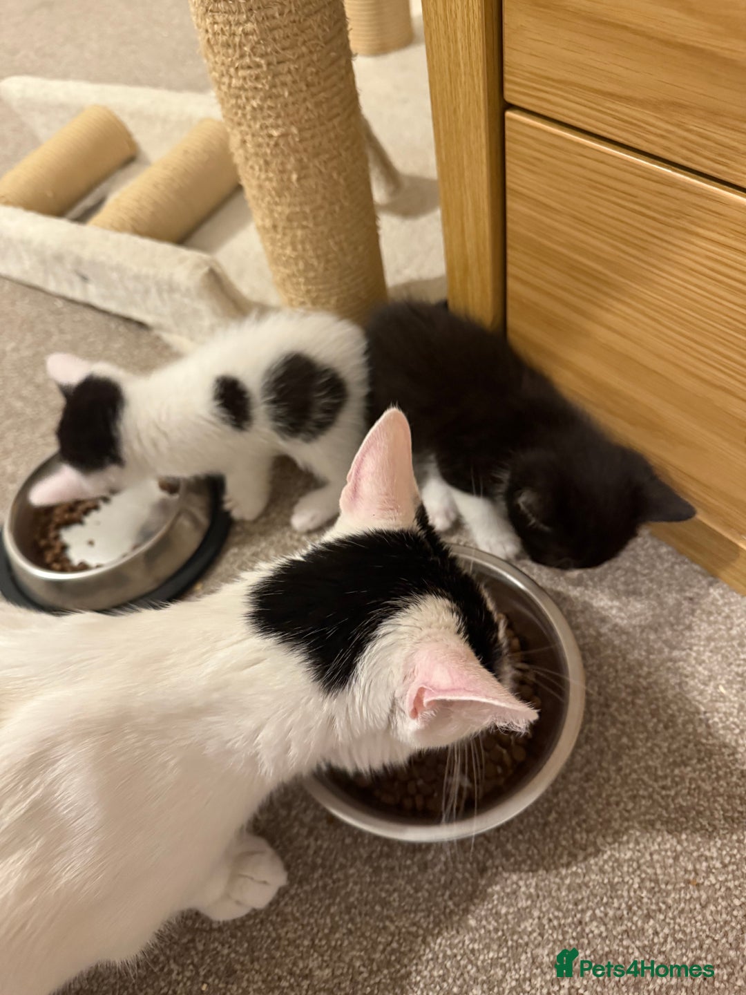 Mixed Breed cats for sale: 🤩🤩 8 beautiful babies 🤩🤩 - Image 15