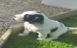 Cocker Spaniel dogs for sale: Stunning KC Registered Working Cocker spaniels. - Image 8