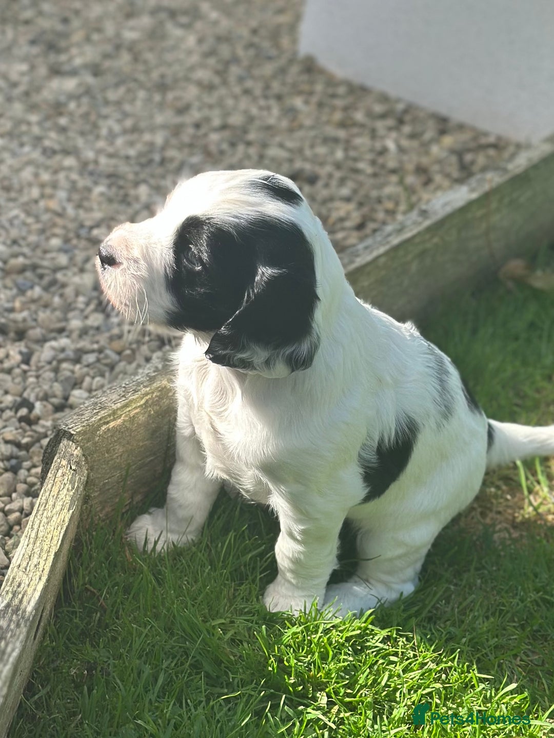 Cocker Spaniel dogs for sale: Stunning KC Registered Working Cocker spaniels. - Image 8