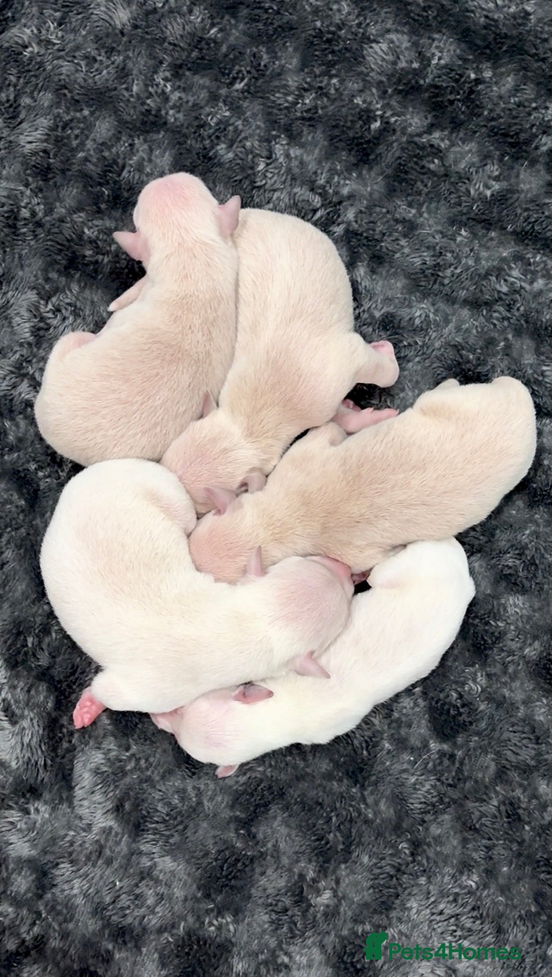 Italian Greyhound dogs for stud: MR RALPH AT STUD ( HEALTH TESTED ) - Advert 10