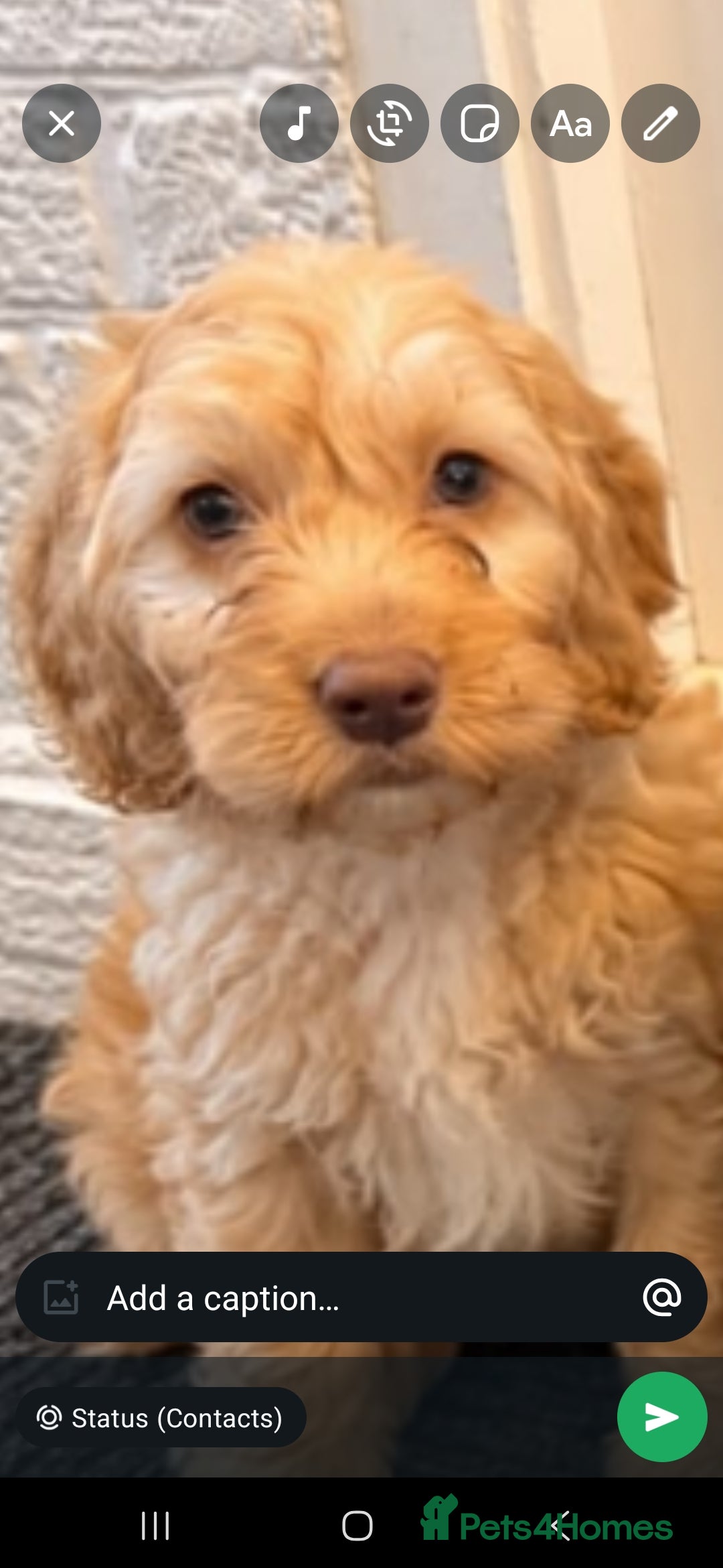Cockapoo dogs Ready to leave. 7 beutiful cockerpoo's  - Advert 2