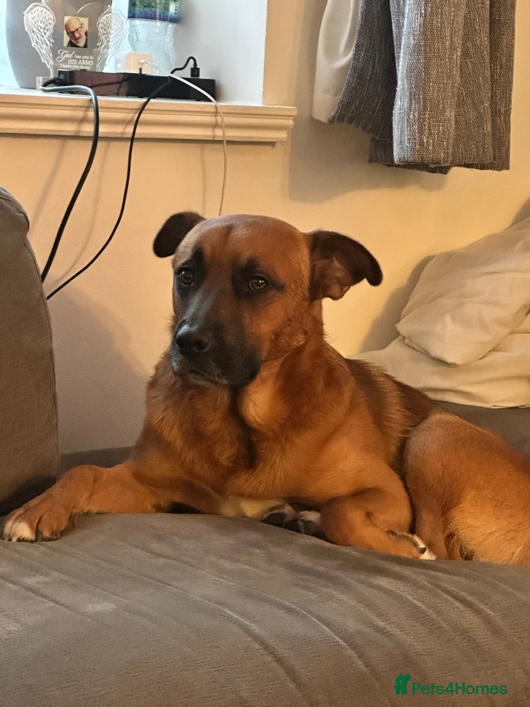 Mixed Breed dogs for sale: This is major  - Advert 4