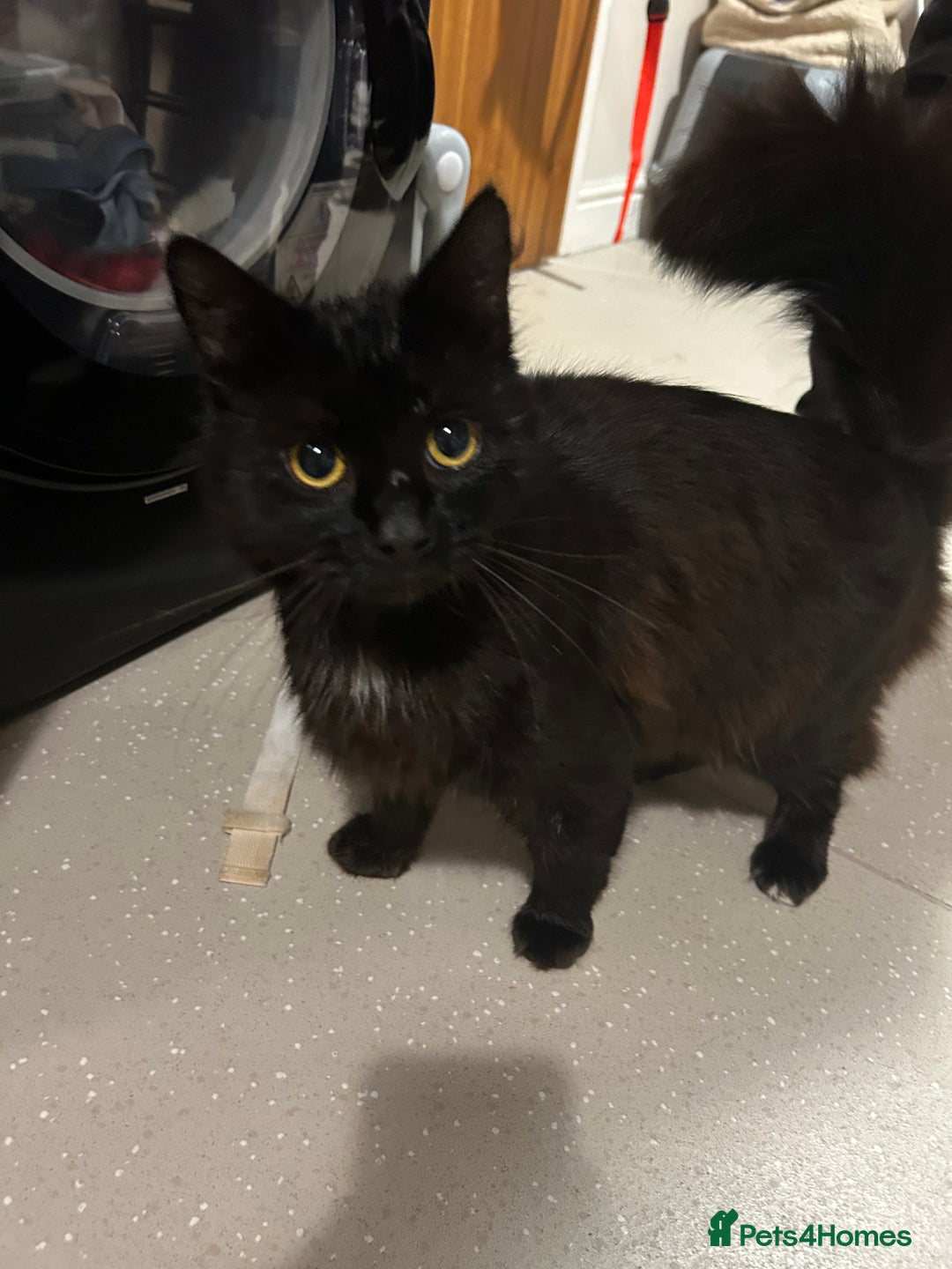 RagaMuffin cats for sale: Cat, Oreo - Advert 1