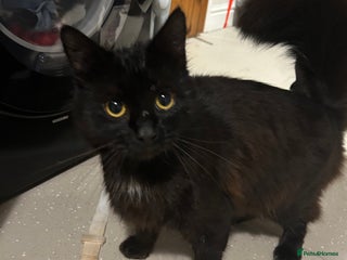 RagaMuffin cats for sale: Cat, Oreo - Advert 1