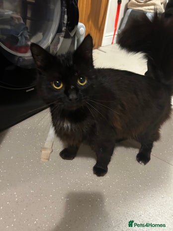 RagaMuffin cats Cat, Oreo - Advert 1