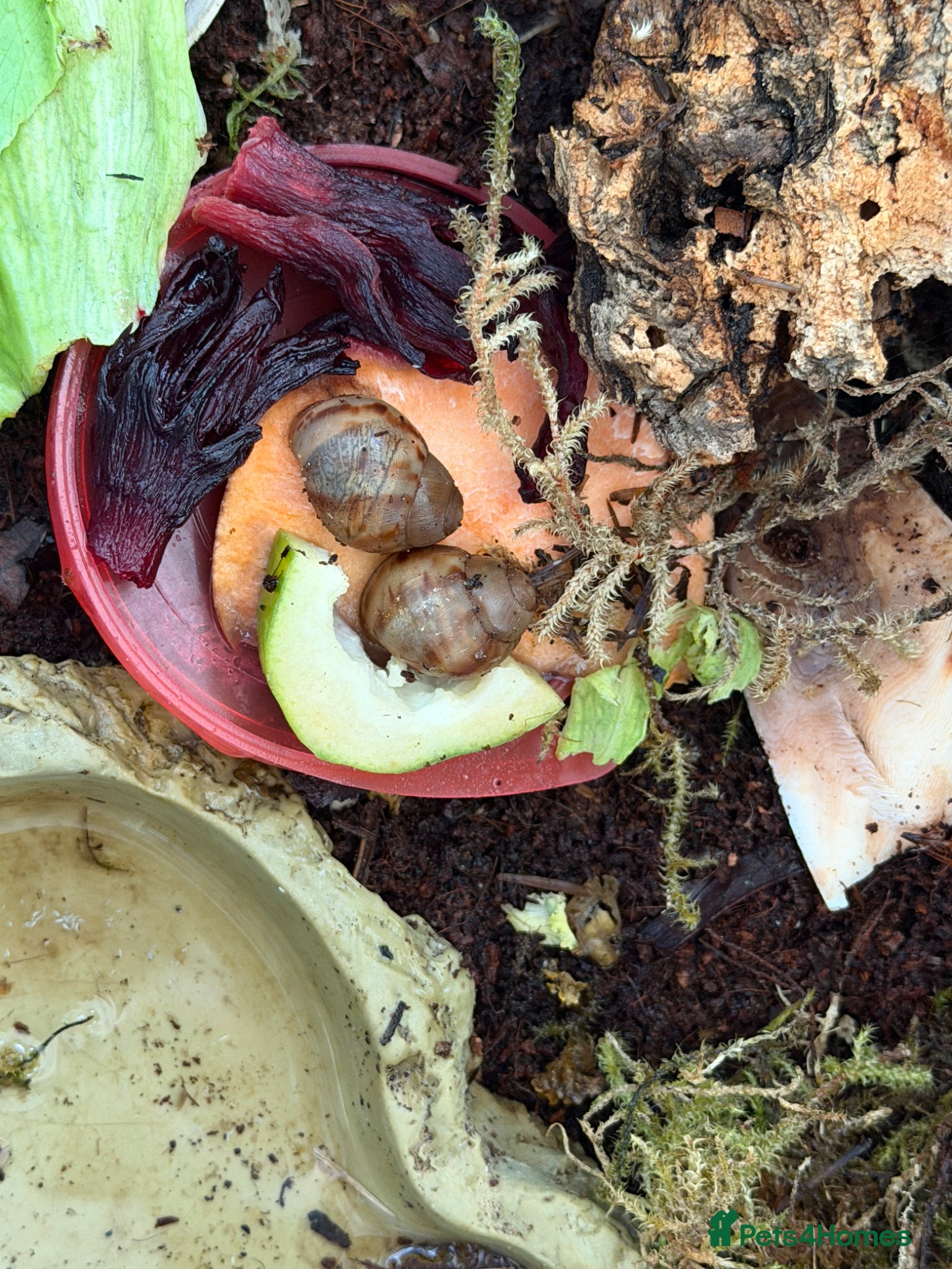 Snails invertebrates for sale: 2 archachatina marginata ovum and set up  - Advert 2
