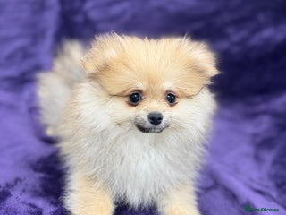 Pomeranian dogs ‼️Fully vacinated last boy,KC registered‼️ - Advert 6