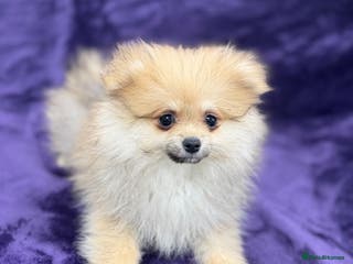 Pomeranian dogs ‼️Fully vacinated last boy,KC registered‼️ - Advert 8