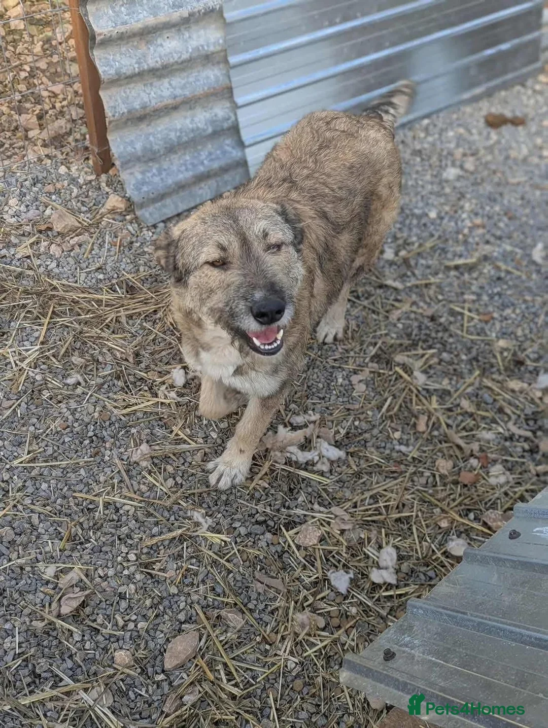 Mixed Breed dogs for adoption: Toffee is looking for a home!  - Advert 5