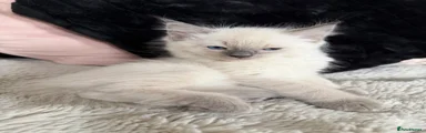 Ragdoll 1