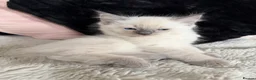 Ragdoll cats for sale: Blue point ragdoll kittens  - Advert 23
