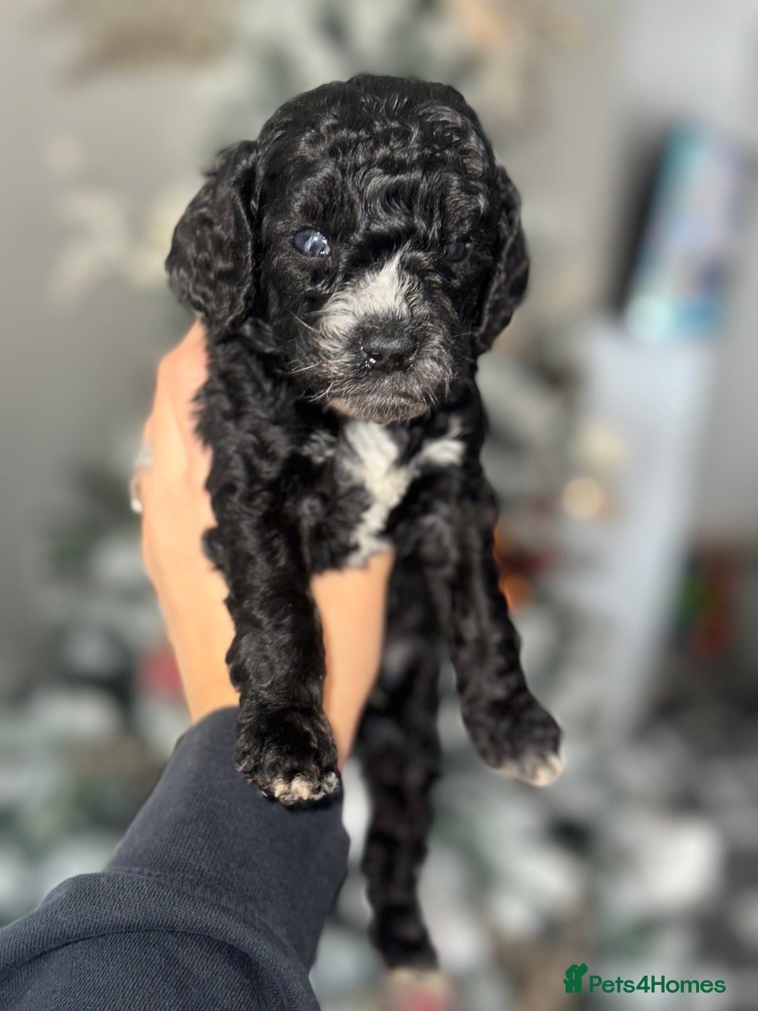 Cockapoo dogs for sale: Beautiful mixed Merle F2B Cockapoos  - Advert 1