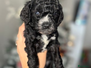 Cockapoo dogs Beautiful mixed Merle F2B Cockapoos - Advert 5