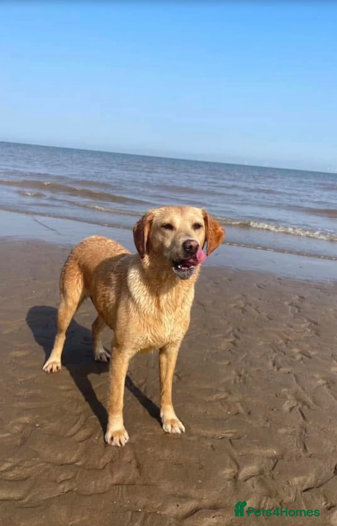 Cockerdor dogs for sale: Cockerdor puppies Labrador X Cocker Spaniel  - Advert 18